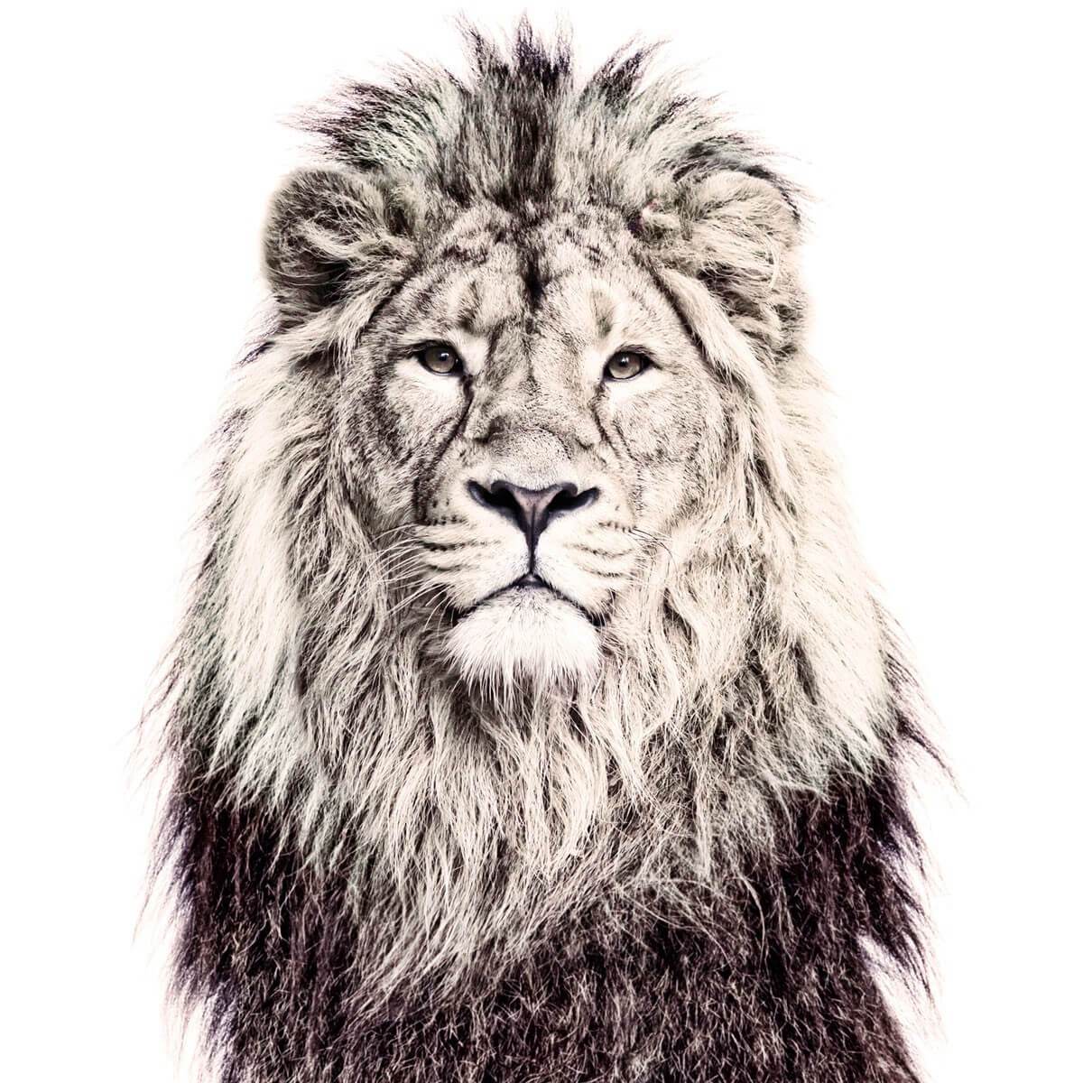 Papier peint magnétique Lion Groovy Magnets